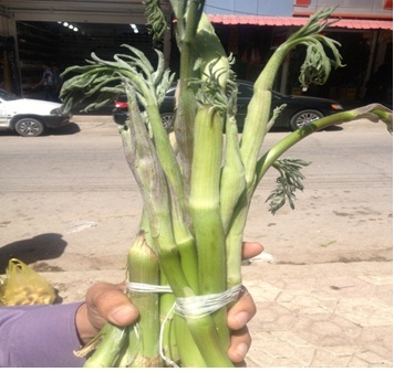 معرفی گیاهان - بیلهر